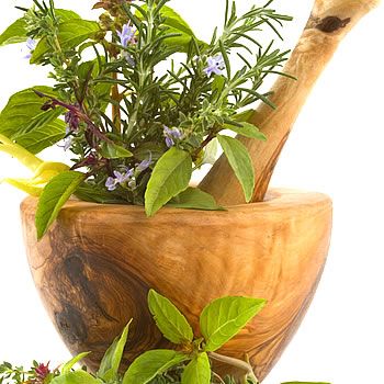 Herbs Plant