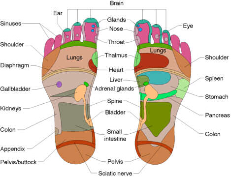 reflexology foot chart